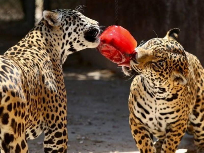 Dan paletas de hielo a animales en Quintana Roo
