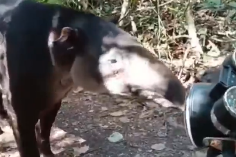Espectacular hallazgo en Calakmul: el tapir, octava víctima del Gusano Barrenador en la selva