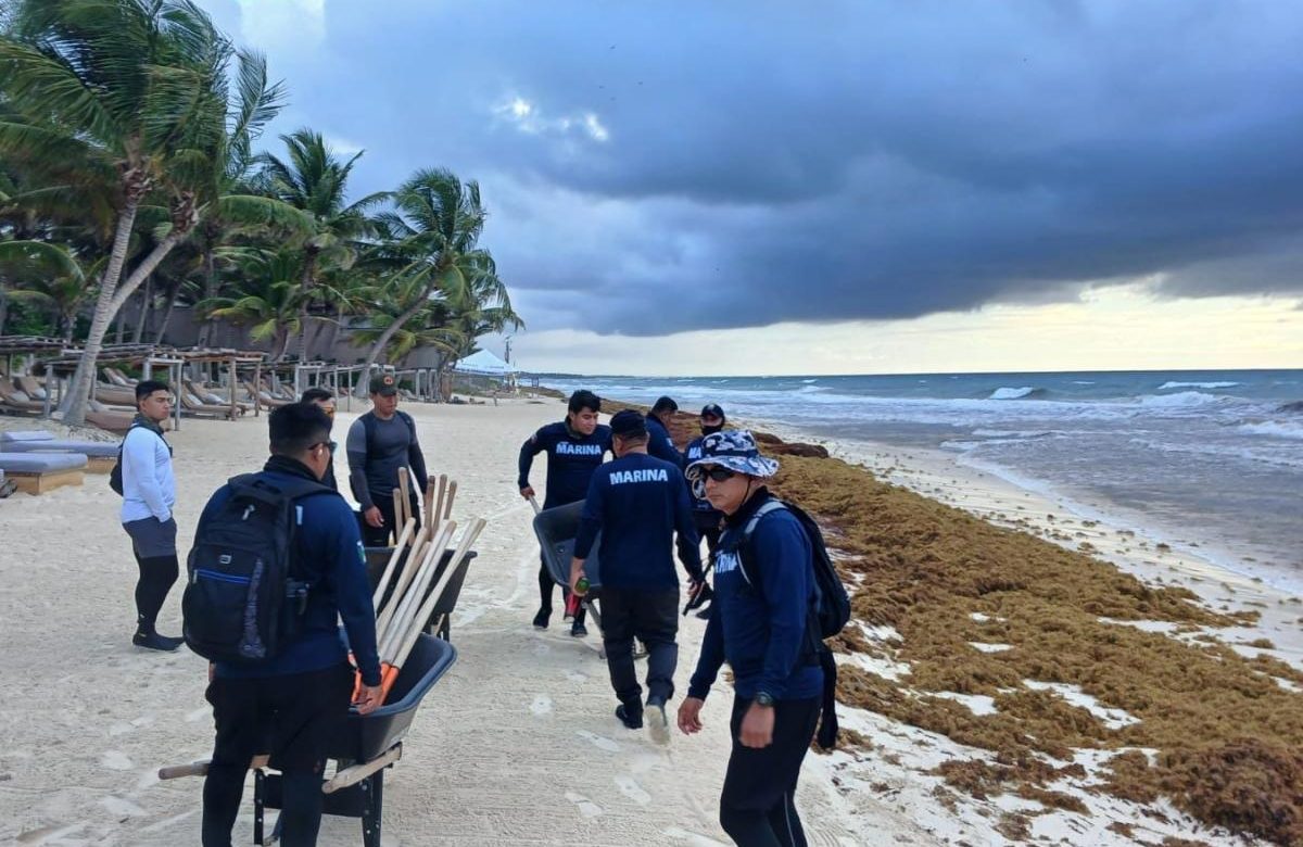 Operativo masivo contra el sargazo: retiran 16 mil toneladas en costas de Quintana Roo