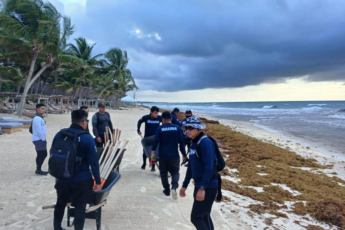 Operativo masivo contra el sargazo: retiran 16 mil toneladas en costas de Quintana Roo